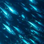 Réduire l’empreinte sur le milieu marin