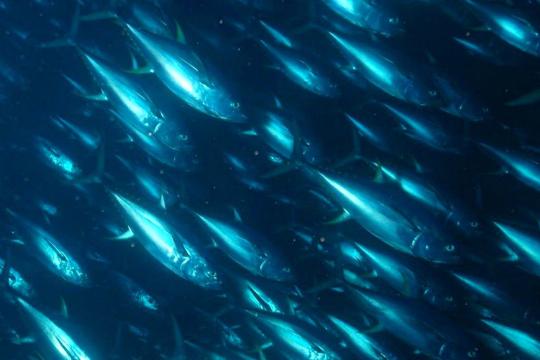 Réduire l’empreinte sur le milieu marin