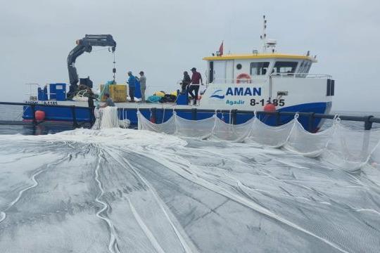 L’Institut National de Recherche Halieutique (INRH) a franchi une avancée majeure en installant la première ferme piscicole offshore du Maroc