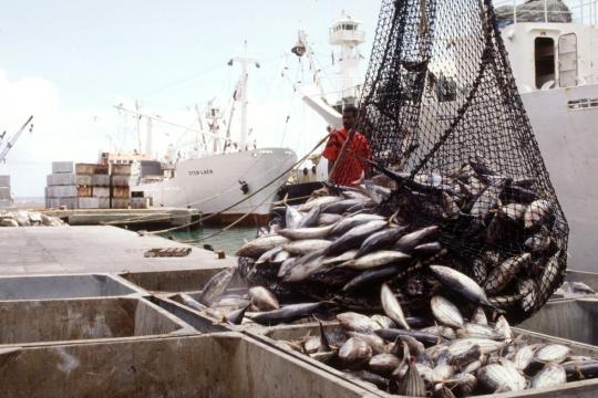 Règlement (UE) 2023/2124 : Un cadre renforcé pour une pêche durable en Méditerranée