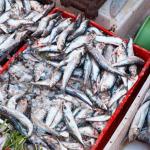 Sardine: les modalités d'application des restrictions d'exportation désormais précisées