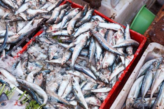 Sardine: les modalités d'application des restrictions d'exportation désormais précisées