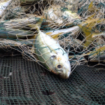 RAPPORT-L’Afrique face à l’épuisement de ses ressources de la pêche maritime