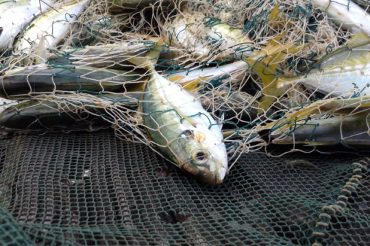 RAPPORT-L’Afrique face à l’épuisement de ses ressources de la pêche maritime
