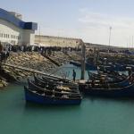 Agadir : Levée de l’interdiction sur le ramassage et la commercialisation des produits conchylicoles à Imi Ouaddar