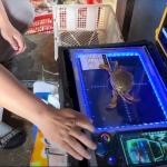 CrabScan360 de SeafoodAI : une révolution dans le tri des crabes/crustacés grâce à l'IA