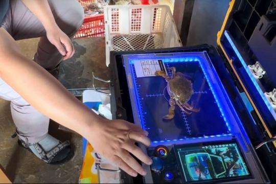 CrabScan360 de SeafoodAI : une révolution dans le tri des crabes/crustacés grâce à l'IA