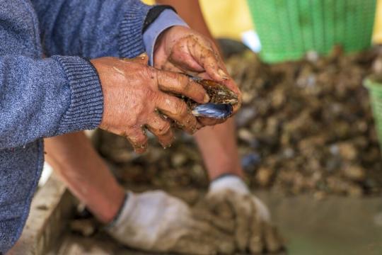 Interdiction des produits conchylicoles issus de la zone Oum Toyour-Chouika à Essaouira