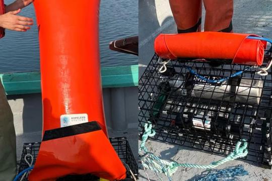 Des pêcheurs testent des engins sans cordages, moins risqués pour les baleines