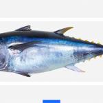 Réglementation pour la pêche du thon rouge : Actualisation des mesures en matière de pêche dans la zone de la CICTA