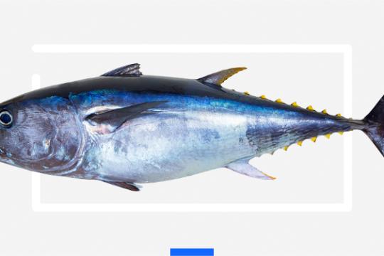 Réglementation pour la pêche du thon rouge : Actualisation des mesures en matière de pêche dans la zone de la CICTA