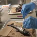 Règlement (UE) 2023/915 : Fixation de teneurs maximales pour certains contaminants dans les denrées alimentaires - Produits de la mer