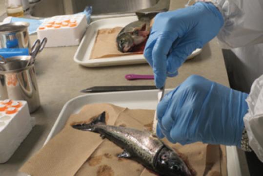 Règlement (UE) 2023/915 : Fixation de teneurs maximales pour certains contaminants dans les denrées alimentaires - Produits de la mer