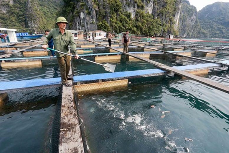 Nuôi biển công nghệ cao góp phần phát triển bền vững ngành thủy sản - Ảnh 1.