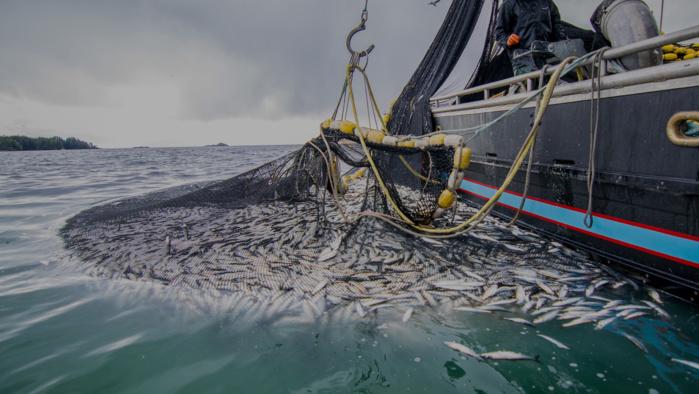 Projet de loi n°95.21 : Nouveau bouclier gouvernemental contre la pêche illicite ! [INTÉGRAL]