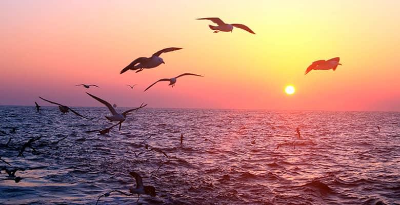 Les projets d'amélioration de Pêcheries