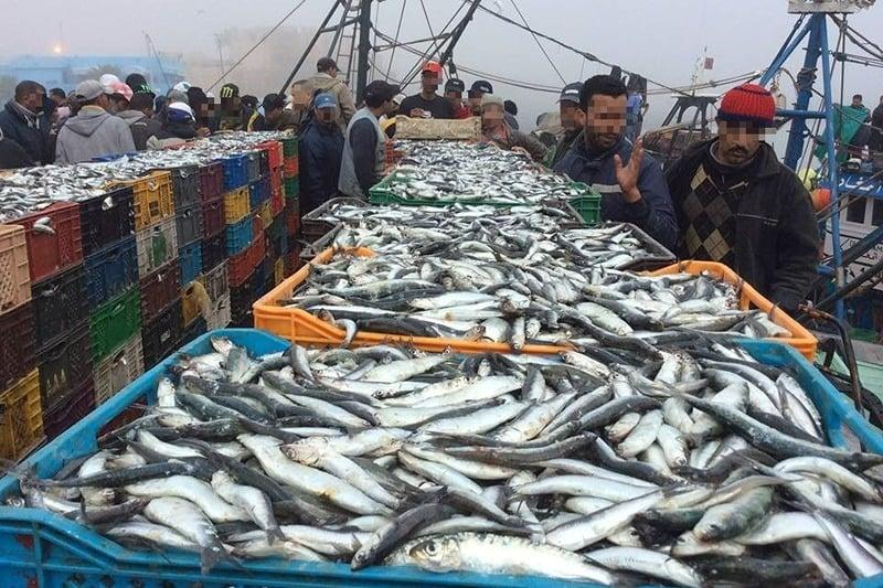 ONP : baisse de 9% des débarquements de pêche au port de Larache
