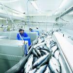 CAC/RCP 1-1969, Rév. 4-2003 : Code d'usages international recommandé -principes généraux d'hygiène alimentaire(Codex Alimentarius)