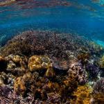 Entrée en vigueur du traité sur la haute mer le 17 janvier 2026