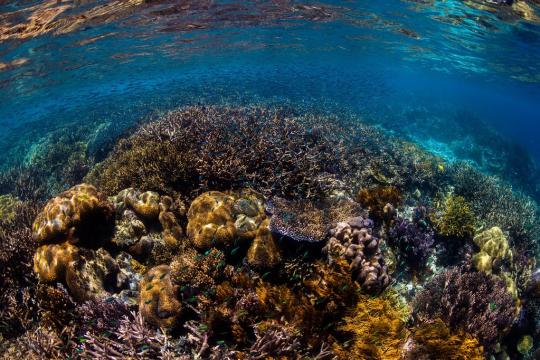 Entrée en vigueur du traité sur la haute mer le 17 janvier 2026