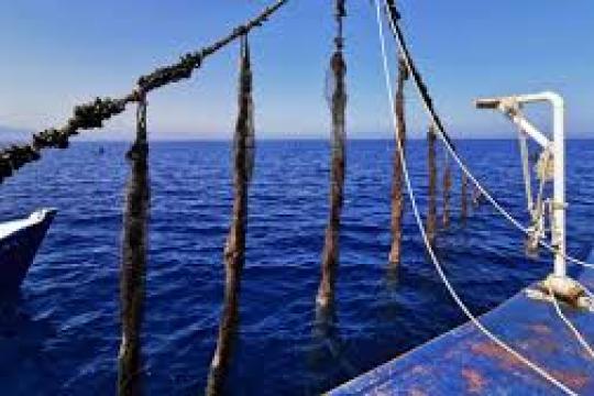 Forte dynamique de l’aquaculture nationale : Essor de la conchyliculture et montée en puissance de la filière algues