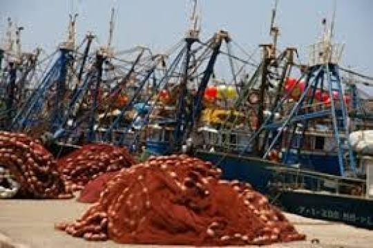 Pêche côtière : les volumes plongent de 18% à fin février, mais la valeur dépasse les 2 MMDH