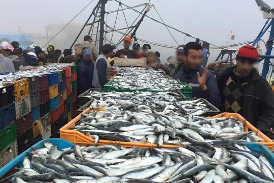 Pêche : le Maroc désormais 15ème producteur mondial, sur fond de pression croissante sur les ressources halieutiques!