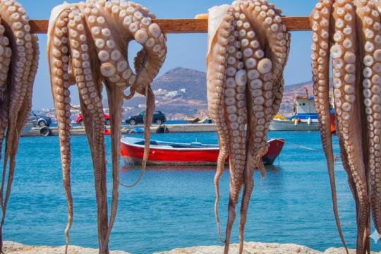 Le Secrétariat d'Etat chargé de la pêche maritime dresse le bilan de la campagne de pêche du poulpe