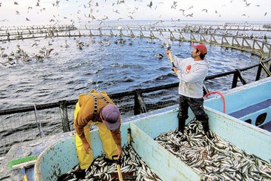 Pêche maritime et aquaculture : Le Maroc et le Japon déterminés à renforcer leur coopération