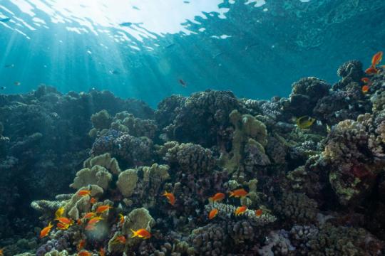 Les aires marines protégées sont-elles efficaces pour préserver la biodiversité ?
