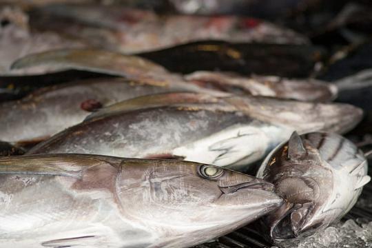 Les quotas de pêche UE 2026 : L'UE s'accorde dans la douleur sur les quotas de pêche pour 2026, une baisse drastique pour le maquereau