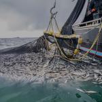 Projet de loi n°95.21 : Nouveau bouclier gouvernemental contre la pêche illicite ! [INTÉGRAL]