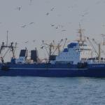 Moscou valide un accord avec le Maroc pour l’exploitation de 90 000 tonnes de poissons dans la ZEE incluant le Sahara