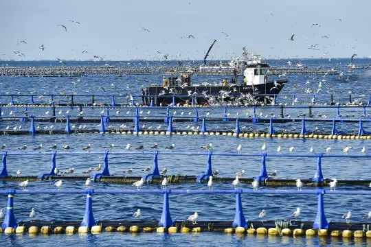 Aquaculture : l’ANDA veut atteindre 232 unités de production en 2025