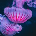 De déchet marin à ingrédient miracle - Le collagène de méduse : une innovation durable au service de la cosmétique marine