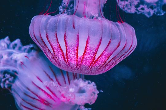 De déchet marin à ingrédient miracle - Le collagène de méduse : une innovation durable au service de la cosmétique marine
