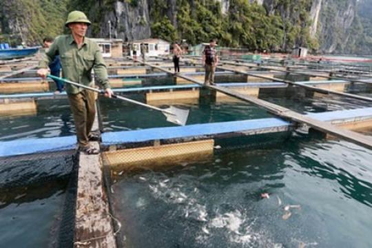 L'élevage marin de haute technologie contribue au développement durable de l'industrie aquacole
