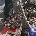 Pêche : hausse de la valeur des produits commercialisés de 5% en janvier 2026