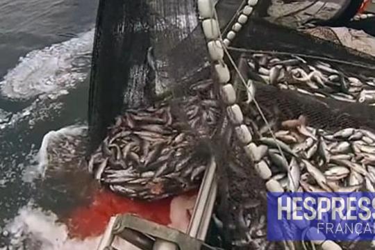 Pêche : hausse de la valeur des produits commercialisés de 5% en janvier 2026