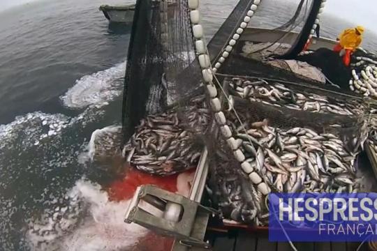 La Russie mise sur le renouvellement de son accord de pêche avec le Maroc