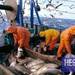 ONP : plus de 3,11 MMDH de produits de la pêche commercialisés à fin mars