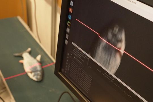 Poisson et puces électroniques : comment l’IA peut aider les pêcheurs européens et protéger les mers