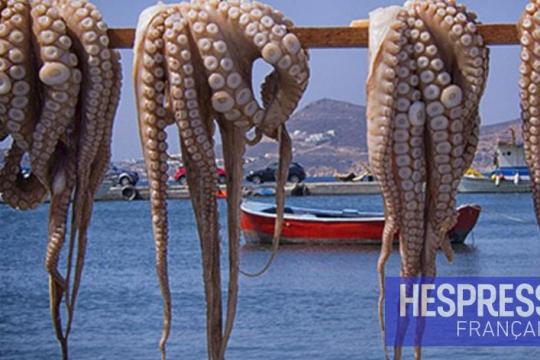 Pêche au poulpe: Lancement de la campagne hivernale