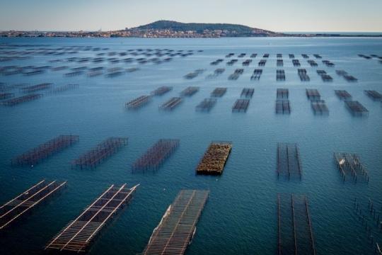 Cap sur l'innovation pour soutenir les filières pêche et conchyliculture – Région Occitanie / Pyrénées-Méditerranée