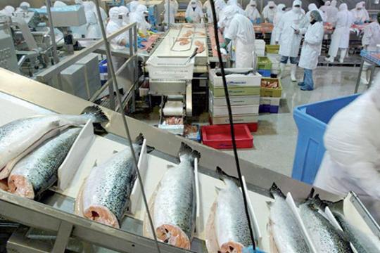 Valorisation des produits de la pêche : Agadir Haliopôle Cluster planche  sur «l’usine du futur»