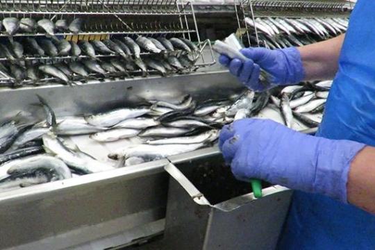 Safi: un nouvel investissement dans l’industrie de conserverie de poisson