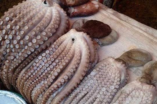 Le Maroc lance la campagne estivale du poulpe : des stocks en hausse et des résultats prometteurs