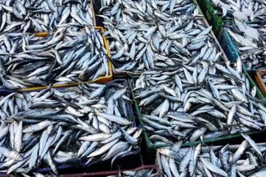 SARDINE: Des mesures préventives pour stabiliser les prix