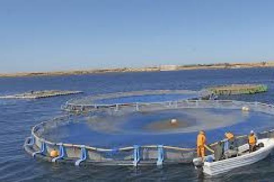Aquaculture: 200 fermes aquacoles installées en 2024